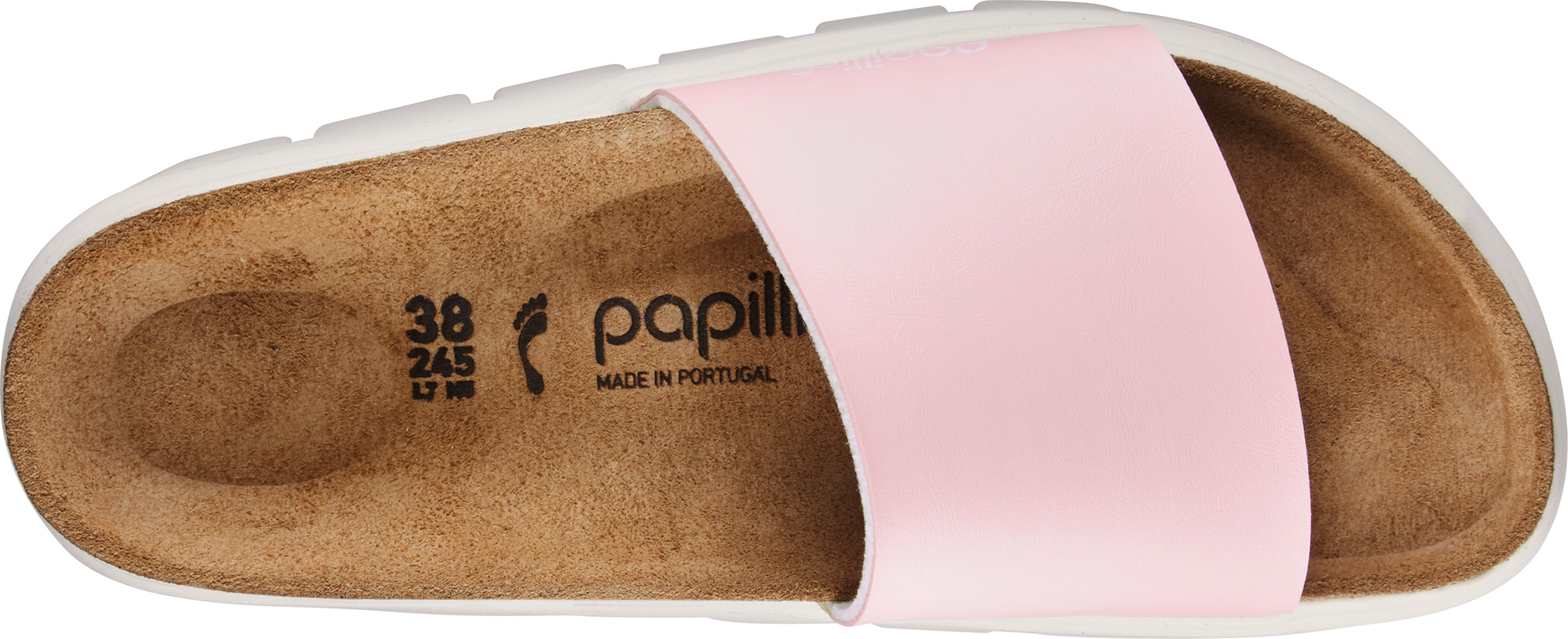 papillio cora